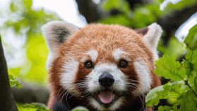Czerwona panda kontra reszta świata. Recraft zdobywa 30 mln dolarów i podbija AI