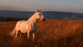 Creotech rośnie w siłę? Tak. Lider polskiego spacetechu? Tak. Ale jednorożec…? Poczekajmy