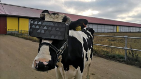 Krowy w okularach VR. Rosjanie testują, czy ta technologia przyspieszy produkcję mleka