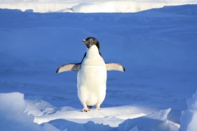 Firma Intel i jej partnerzy wykorzystują nowe technologie, aby ratować pingwiny na Antarktydzie przed wyginięciem