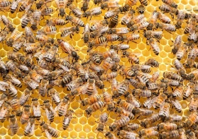 Inteligentne ule mogą uratować pszczoły przed wyginięciem