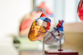 Miniaturowe serce stworzone z komórek macierzystych pozwoli leczyć wrodzone choroby