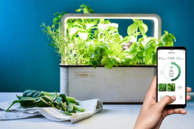 bValue wspiera startup Berlingreen demokratyzujący hodowlę roślin w domu