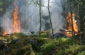 Firma SmokeD dostarczy Lasom Państwowym system do wczesnej detekcji pożarów