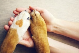 PetsDiag bada zwierzęta na podstawie przesłanych próbek sierści