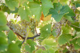 Aneta Ruzik (Vinum 4.0): Wraz ze zmianami klimatu tradycyjne tereny uprawy winorośli tracą na znaczeniu. Plantatorzy patrzą na Europę Północną