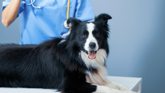 Psiaki, jeszcze chwila cierpliwości. Lek od Bioceltix na atopowe zapalenie skóry (AZS) coraz bliżej