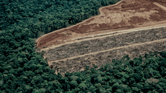 ICEYE uruchamia rozwiązanie do monitoringu wylesiania, by usprawnić walkę z nielegalną wycinką lasów tropikalnych