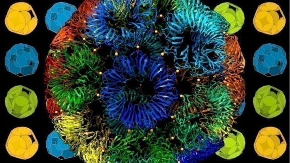Naukowcy z UJ zbudowali nanometrowej wielkości białkową klatkę, która m.in. pomoże w dostarczaniu leków do komórek