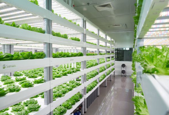 Ekologiczne startupy, które pomagają w uprawie roślin