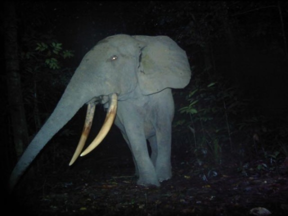 Polska aplikacja Mbaza AI na ratunek słoniom leśnym w Gabonie