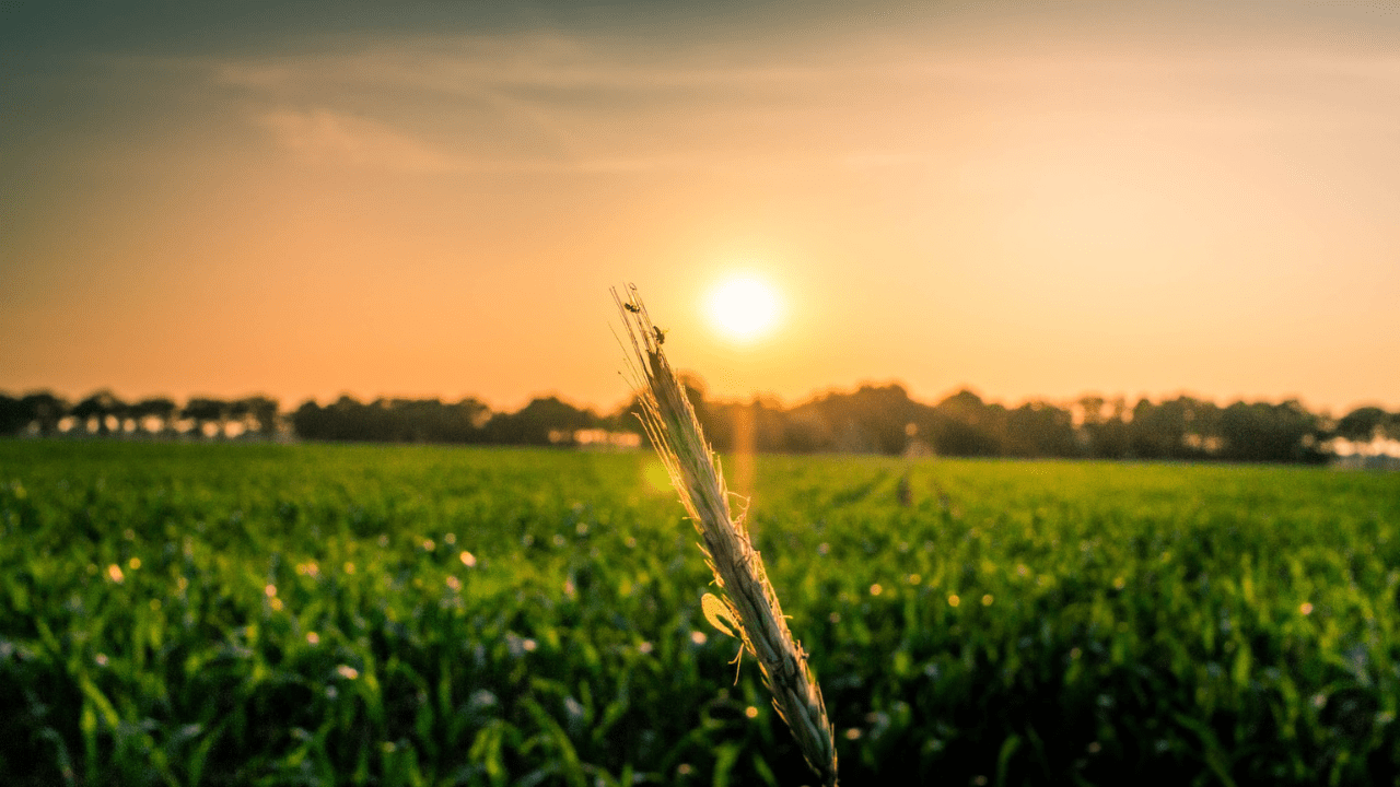 Prawie 11 mld dolarów dostały ubiegłym roku startupy AgriTech