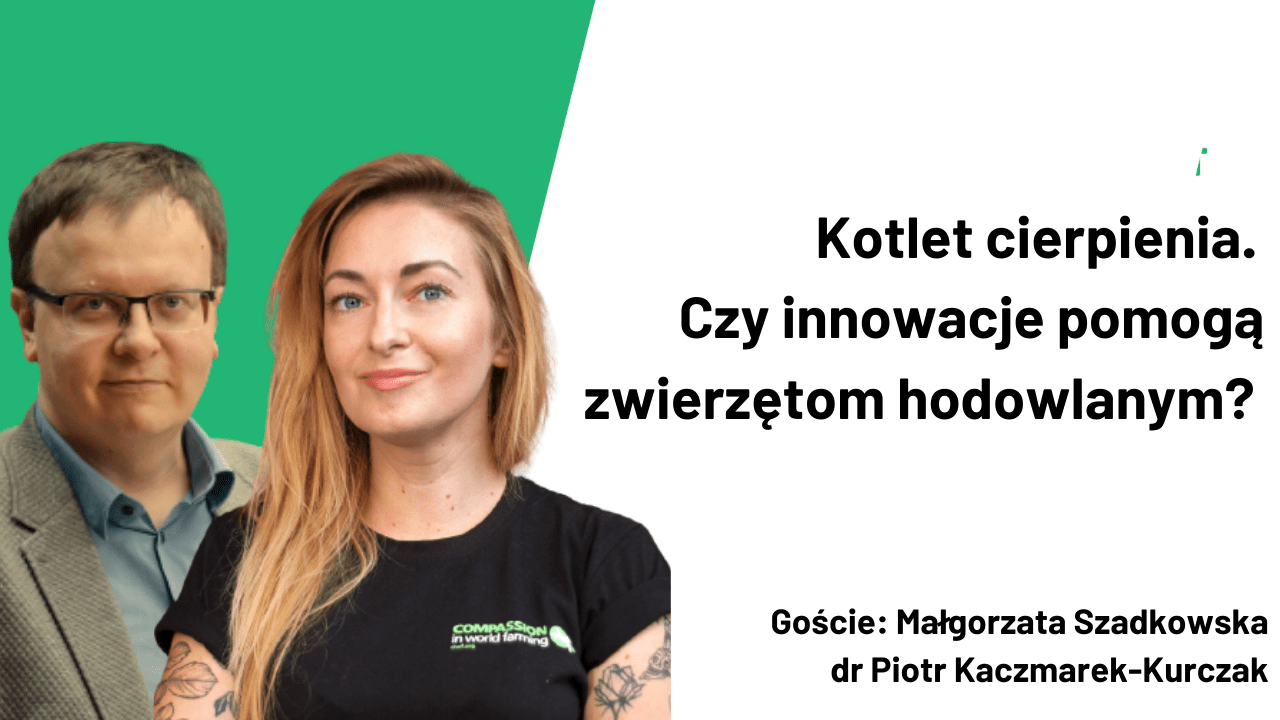 Kotlet cierpienia. Czy innowacje pomogą zwierzętom hodowlanym?