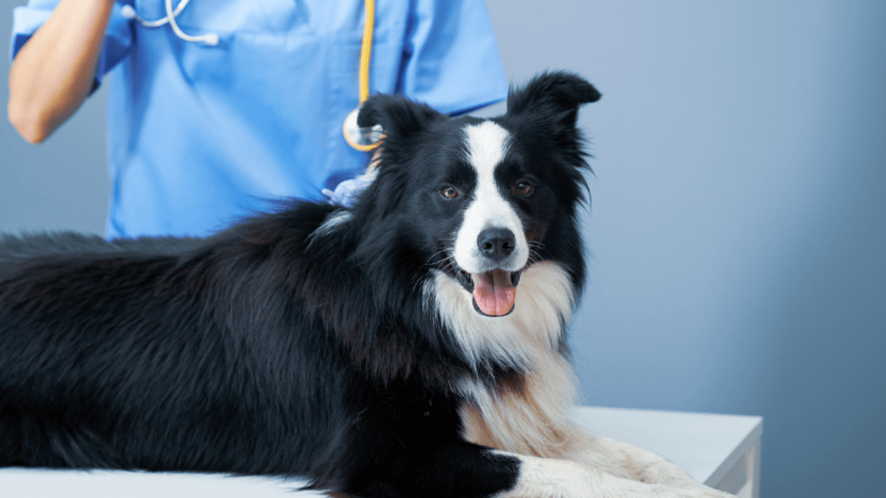 Psiaki, jeszcze chwila cierpliwości. Lek od Bioceltix na atopowe zapalenie skóry (AZS) coraz bliżej