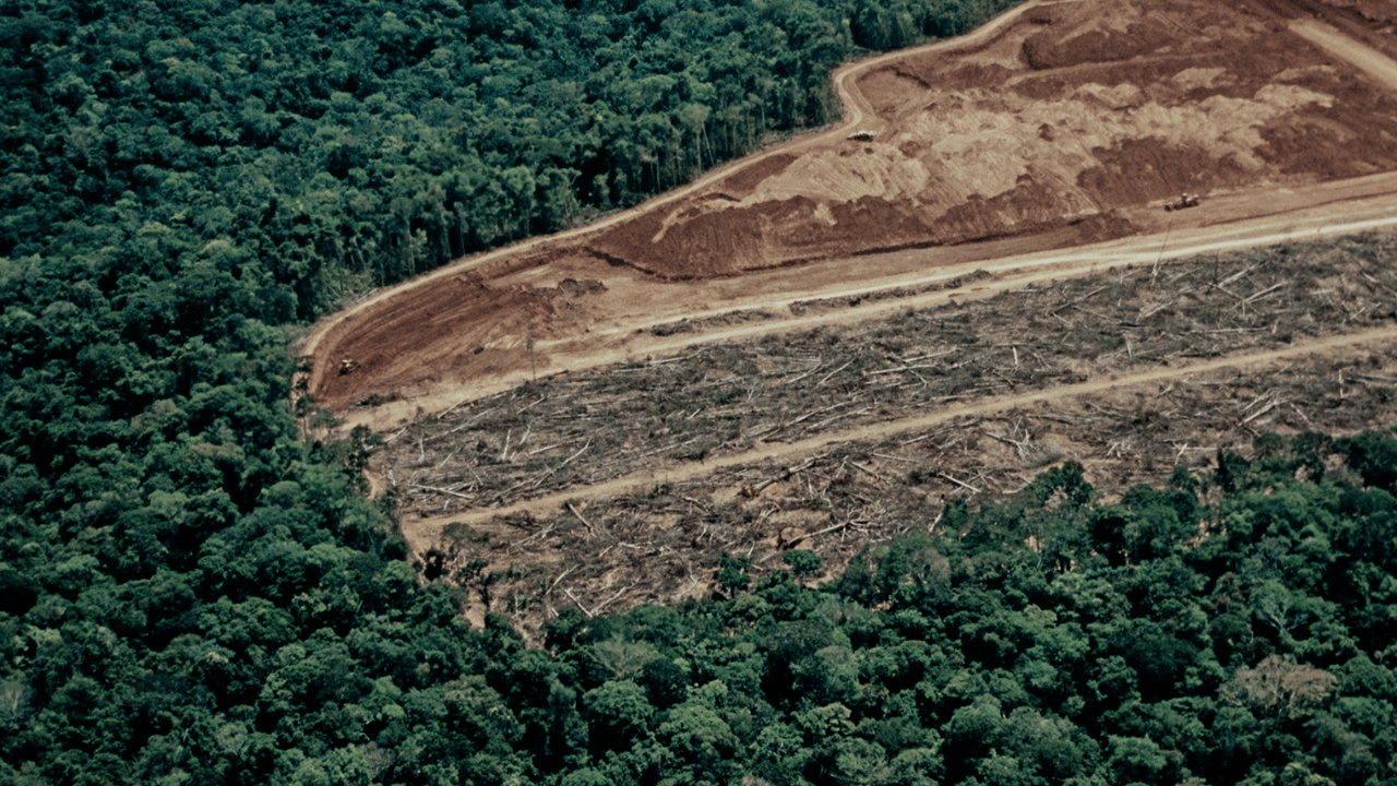 ICEYE uruchamia rozwiązanie do monitoringu wylesiania, by usprawnić walkę z nielegalną wycinką lasów tropikalnych